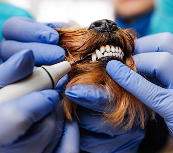 Athens Dog Dentist