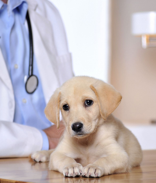 best White House veterinarian clinic