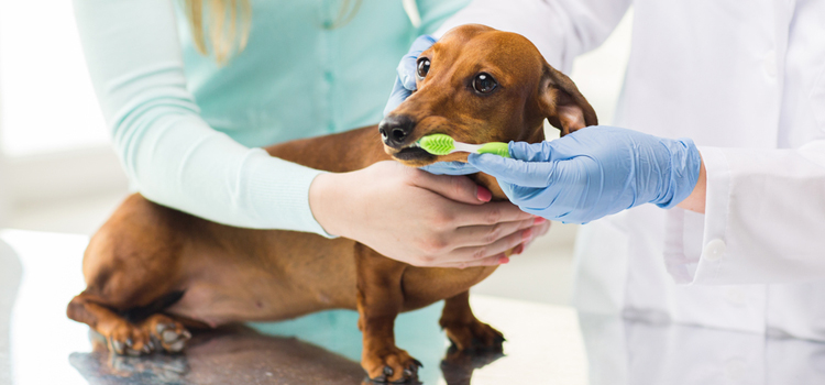 animal hospital nutritional guidance in White House