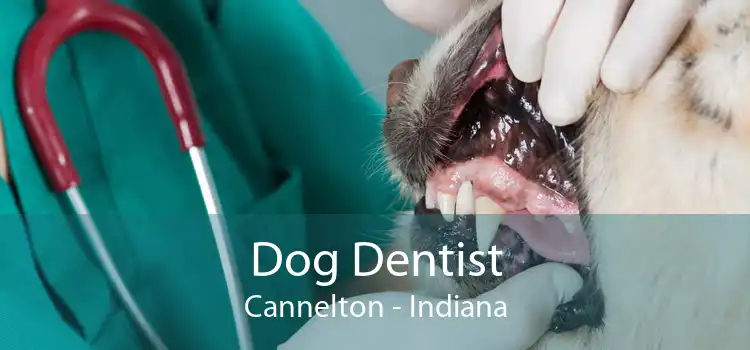 Dog Dentist Cannelton - Indiana