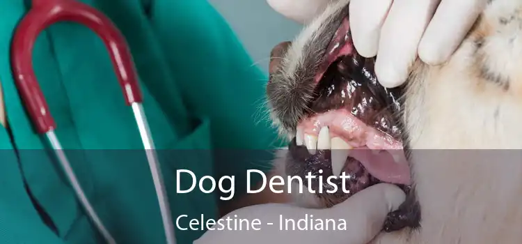 Dog Dentist Celestine - Indiana