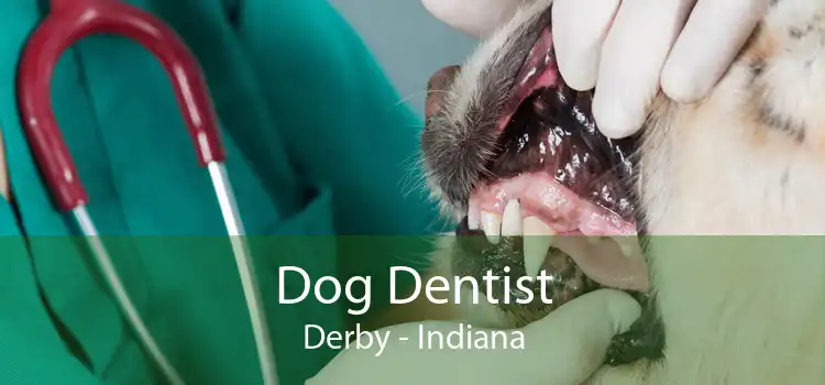 Dog Dentist Derby - Indiana