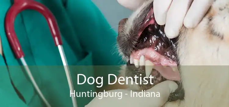 Dog Dentist Huntingburg - Indiana