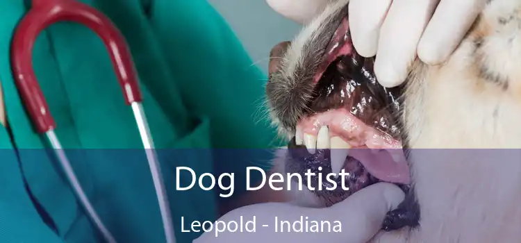 Dog Dentist Leopold - Indiana