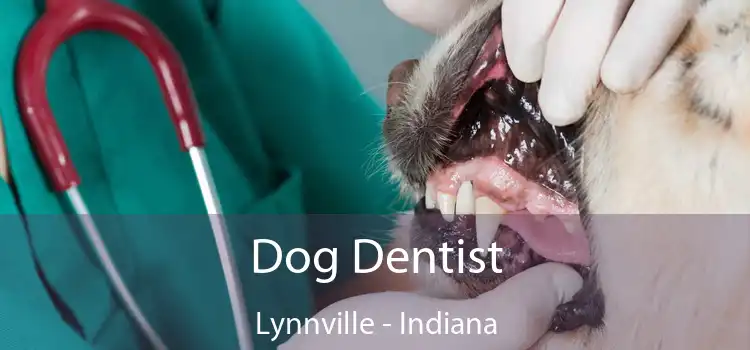 Dog Dentist Lynnville - Indiana