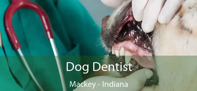 Dog Dentist Mackey - Indiana