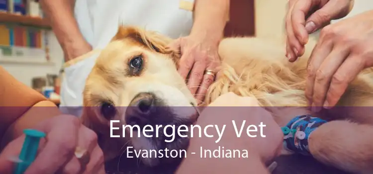 Emergency Vet Evanston - Indiana