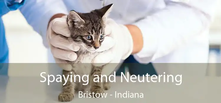 Spaying and Neutering Bristow - Indiana