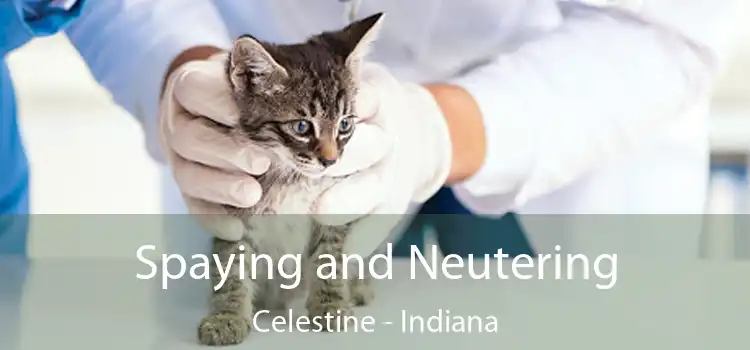 Spaying and Neutering Celestine - Indiana