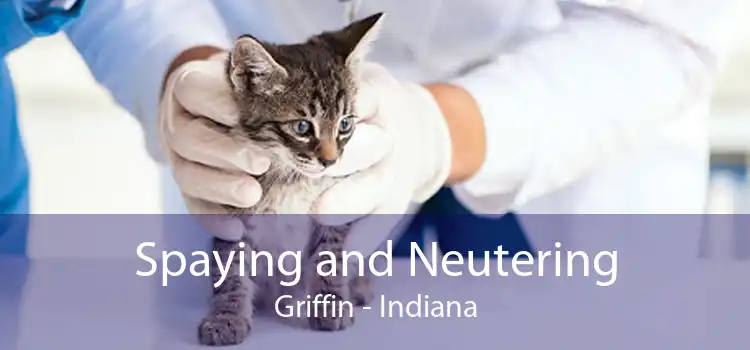 Spaying and Neutering Griffin - Indiana