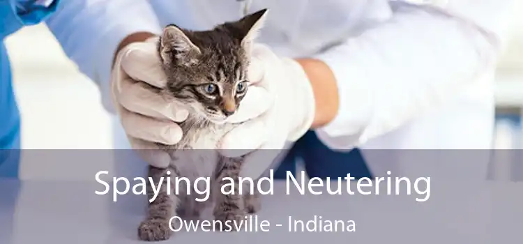 Spaying and Neutering Owensville - Indiana