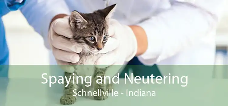 Spaying and Neutering Schnellville - Indiana